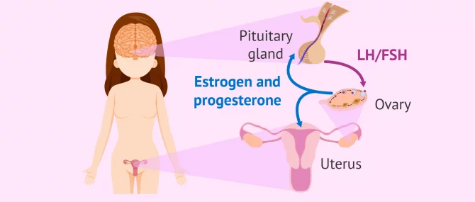 女性激素水平多少为正常__女性激素水平参考值