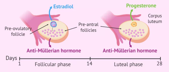 _女性激素水平参考值_女性激素水平多少为正常